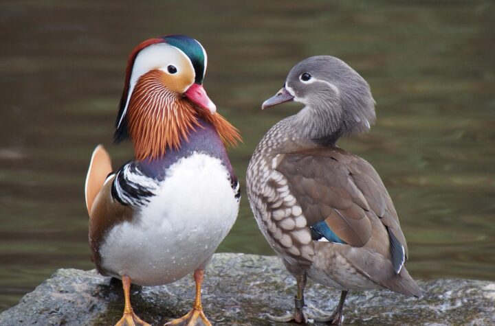 Mandarin Duck