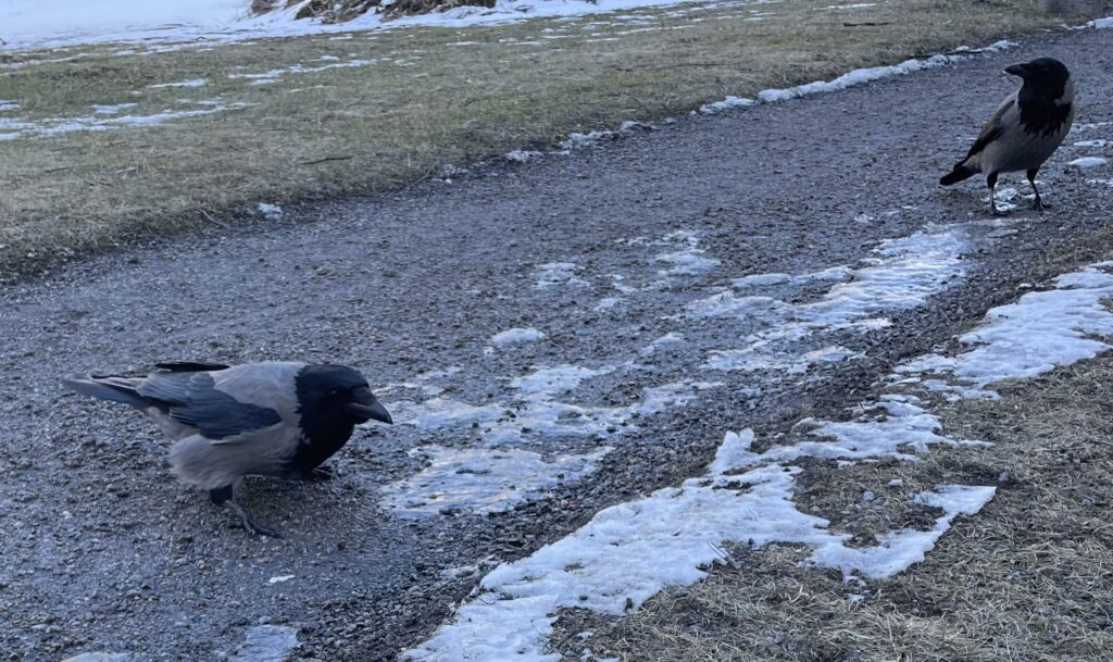 Crows in Årsta
