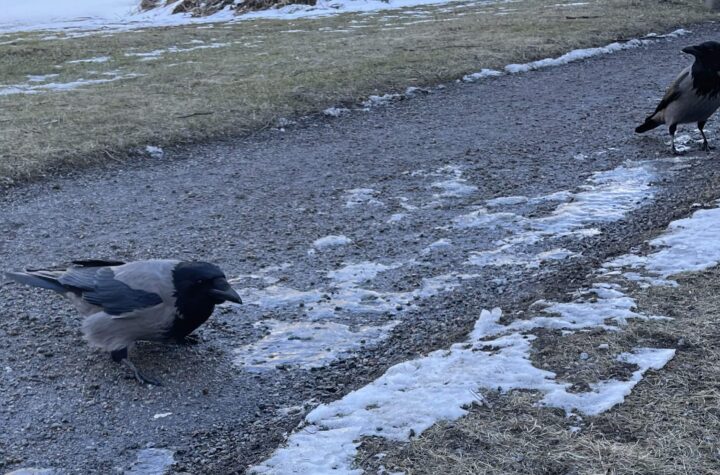 Crows in Årsta