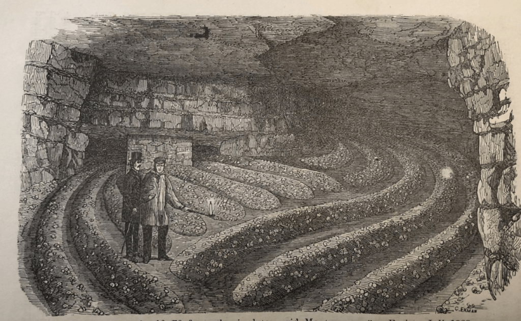 Mushroom vault. Picture from Nordic Food Fungi by J.Arrhenius 1874